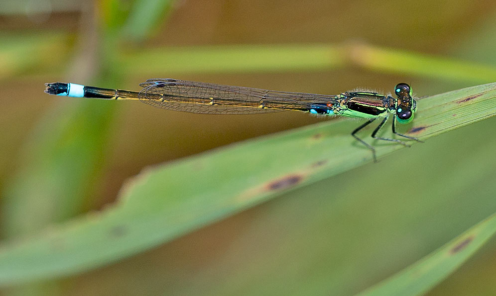 Ischnura senegalensis male